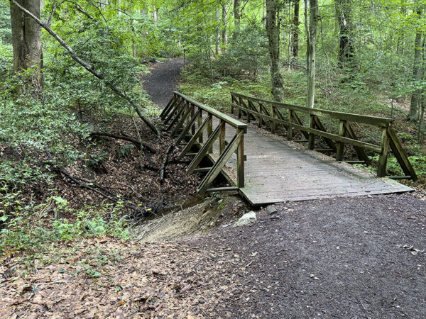 Escanea el arroyo desde ambos lados de este puente para buscar anfibios y aves.