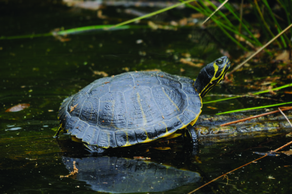 Una imagen de Yellow-Bellied Slider