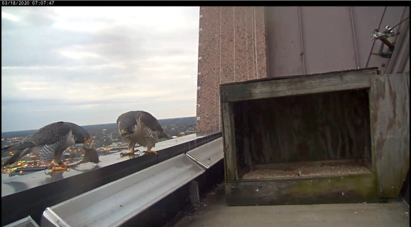 El macho presenta a la hembra con presa