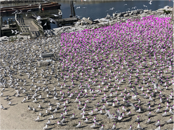 Imagen después de usar DotDotGoose para realizar el recuento. 