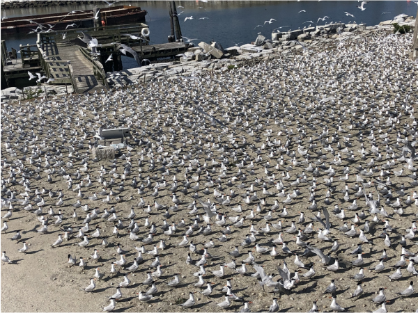 Imagen original utilizada para una estimación del conteo de colonias en Ft. Wool. 