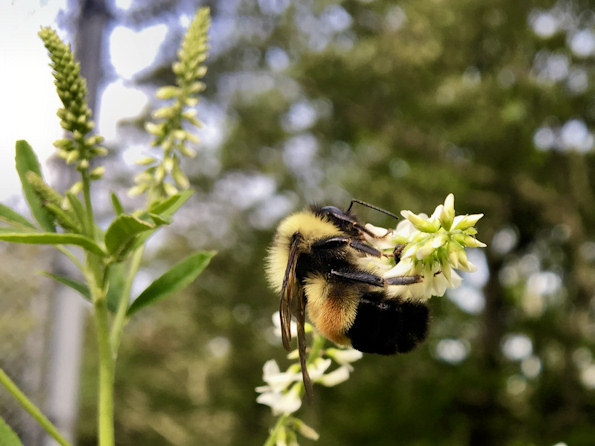 Una imagen de una abeja bulbosa oxidada y parcheada bebiendo néctar de una planta que produce flores blancas en lo alto de agujas; esta imagen fue tomada en el condado de Bath, Virginia.