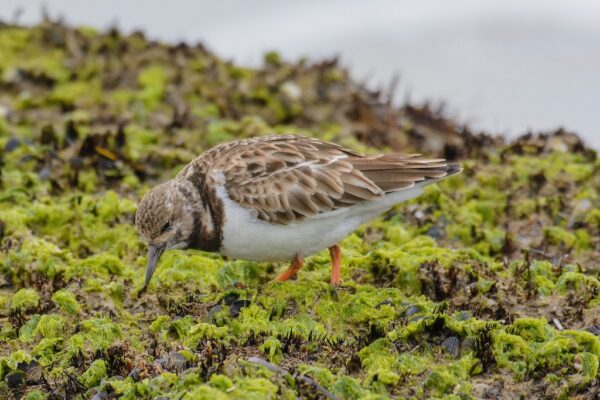 Un pequeño pájaro con un plumaje marrón y blanco, conocido como vuelvepiedras rojizo, que se alimenta en una superficie rocosa y musgosa cerca del agua. 