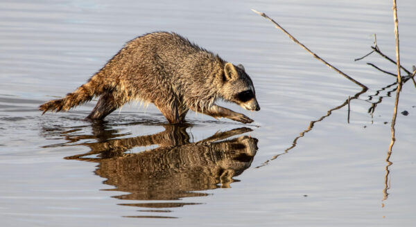 Una imagen de mapache