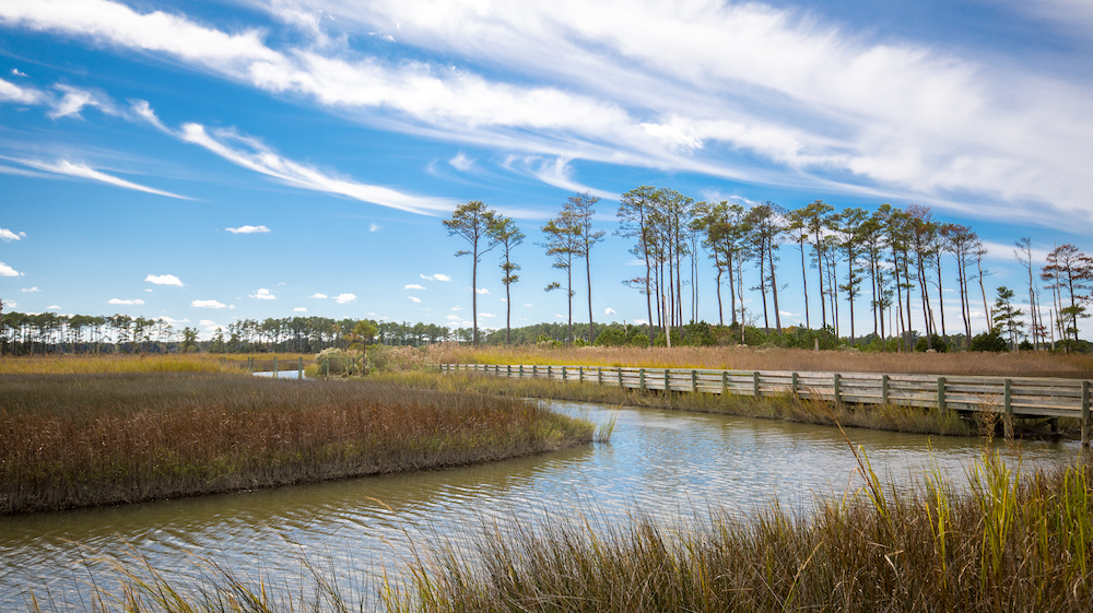Una imagen del muelle pantanoso de Ragged Island WMA
