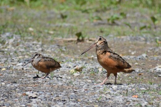 Becada Americana en el condado de Russell