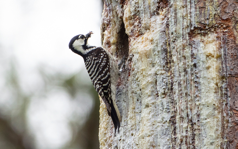 Un pájaro carpintero de cresta roja en Big Woods WMA.