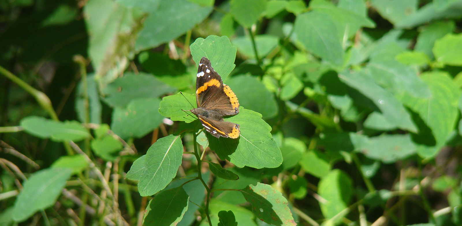 Una foto de una mariposa marrón, naranja y blanca sentada sobre hojas verdes.
