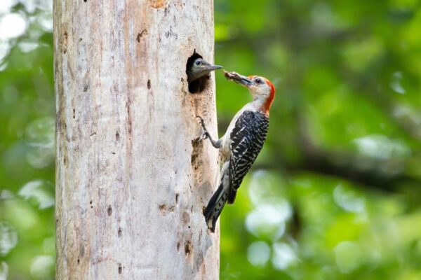 Pájaro carpintero de vientre rojo alimentando a sus crías 