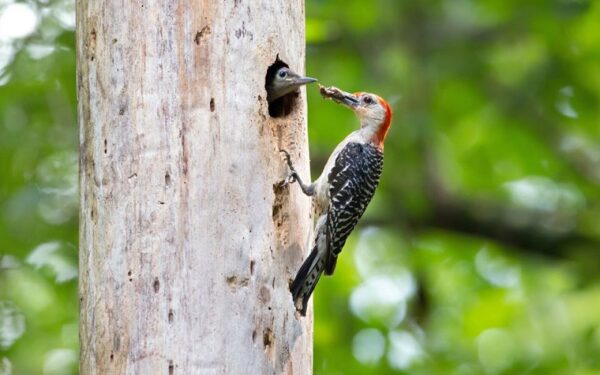 Una imagen de un pájaro carpintero de vientre rojo alimentando a su polluelo