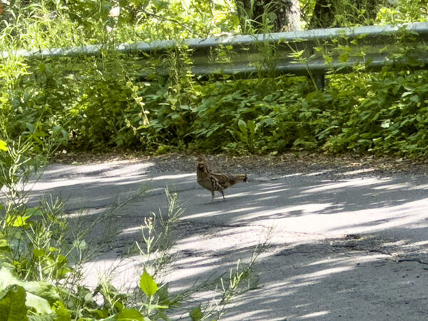 Una hembra de urogallo rufo cruzando la carretera de Reddish Knob Spur. Al menos otras cuatro personas, posiblemente aves jóvenes, se escondían a ambos lados de la carretera. Crédito de la foto: Lisa Mease