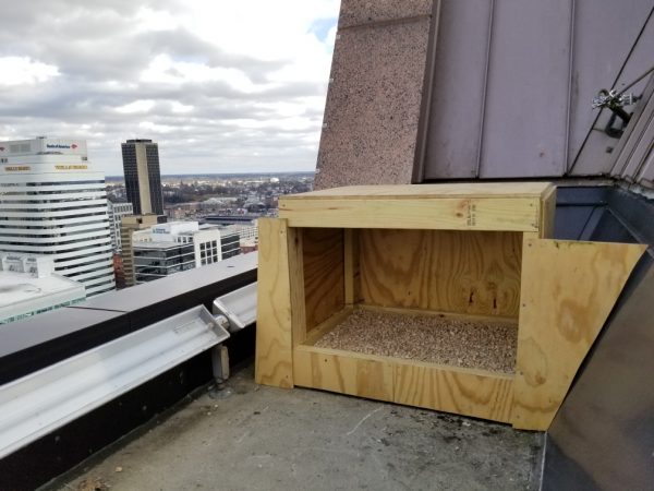 Nueva caja nido en su lugar en la repisa.