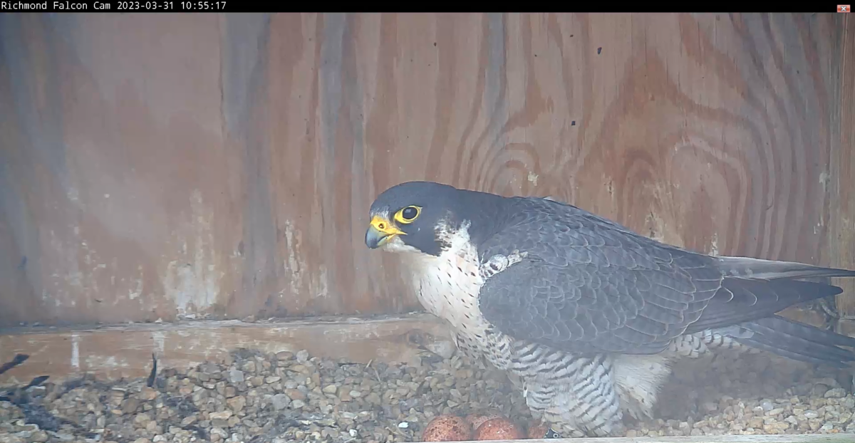 Una imagen de una hembra de halcón peregrino de pie sobre una nidada de cuatro huevos dentro de una caja nido.
