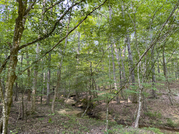 Los pájaros carpinteros de cabeza roja se pueden encontrar en las áreas bajas cerca de los arroyos. Crédito de la foto: Lisa Mease 