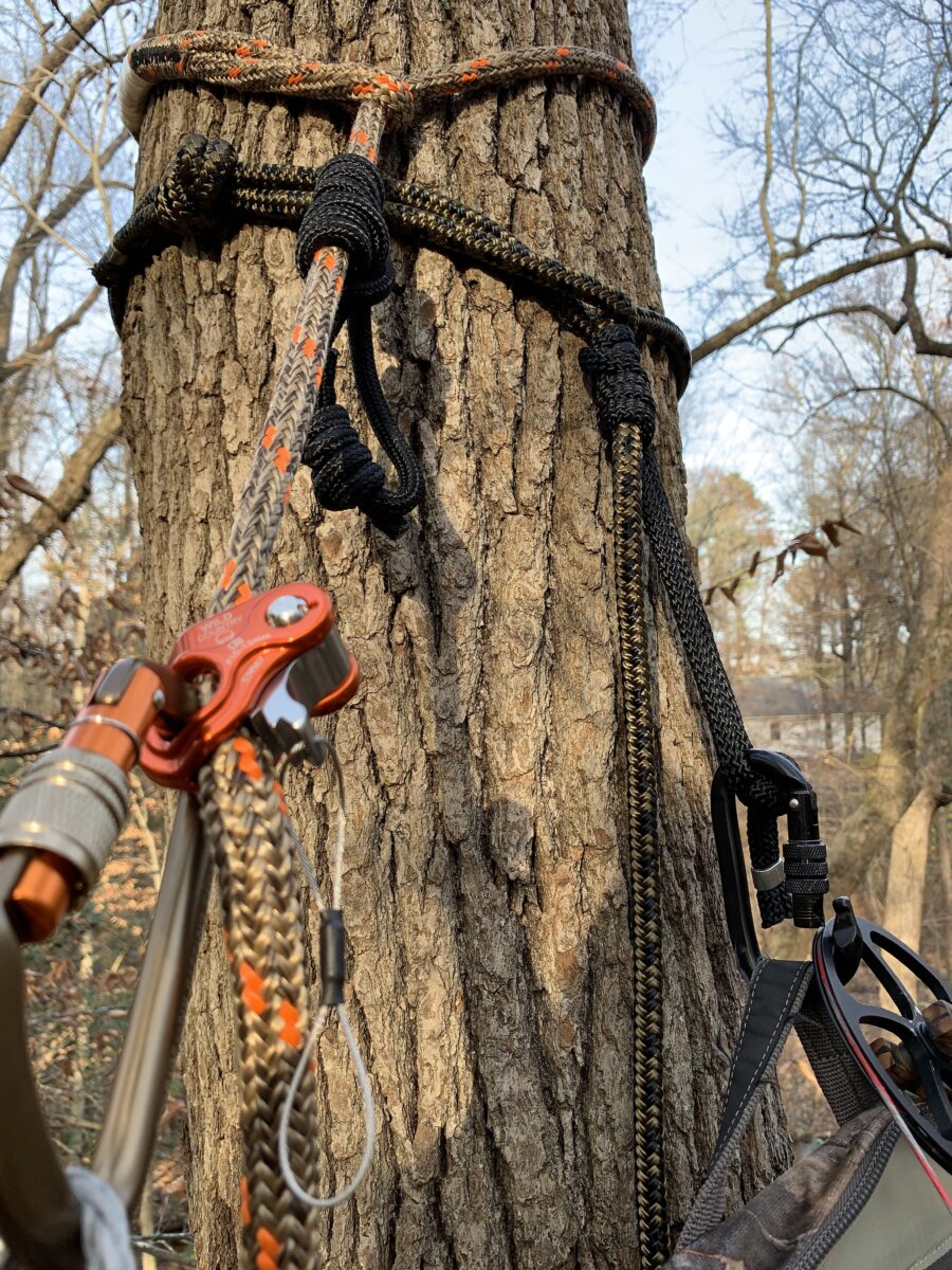 Una imagen de un árbol tomada del cazador trepando por él