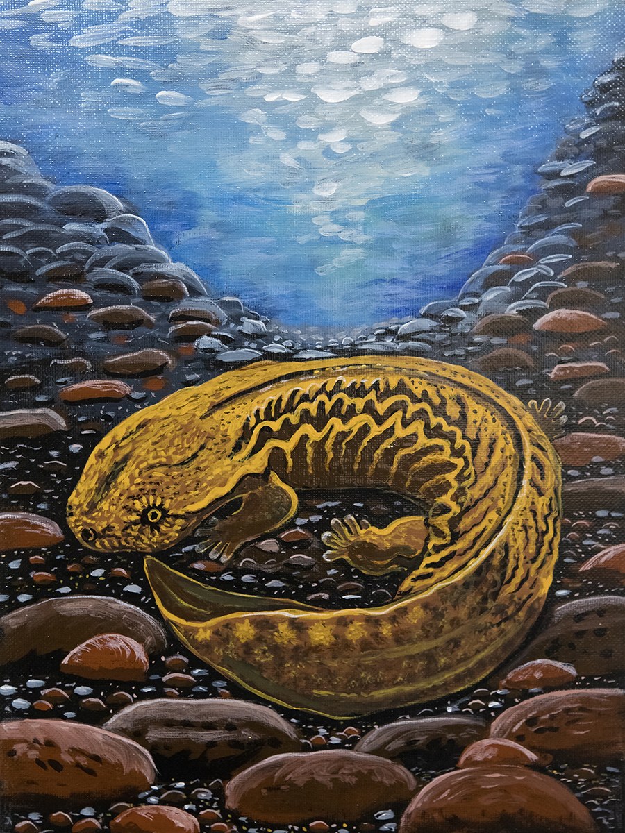 "Hellbender" de Sandy James fue elegida para ser reproducida como una impresión artística para los miembros de Restore the Wild.