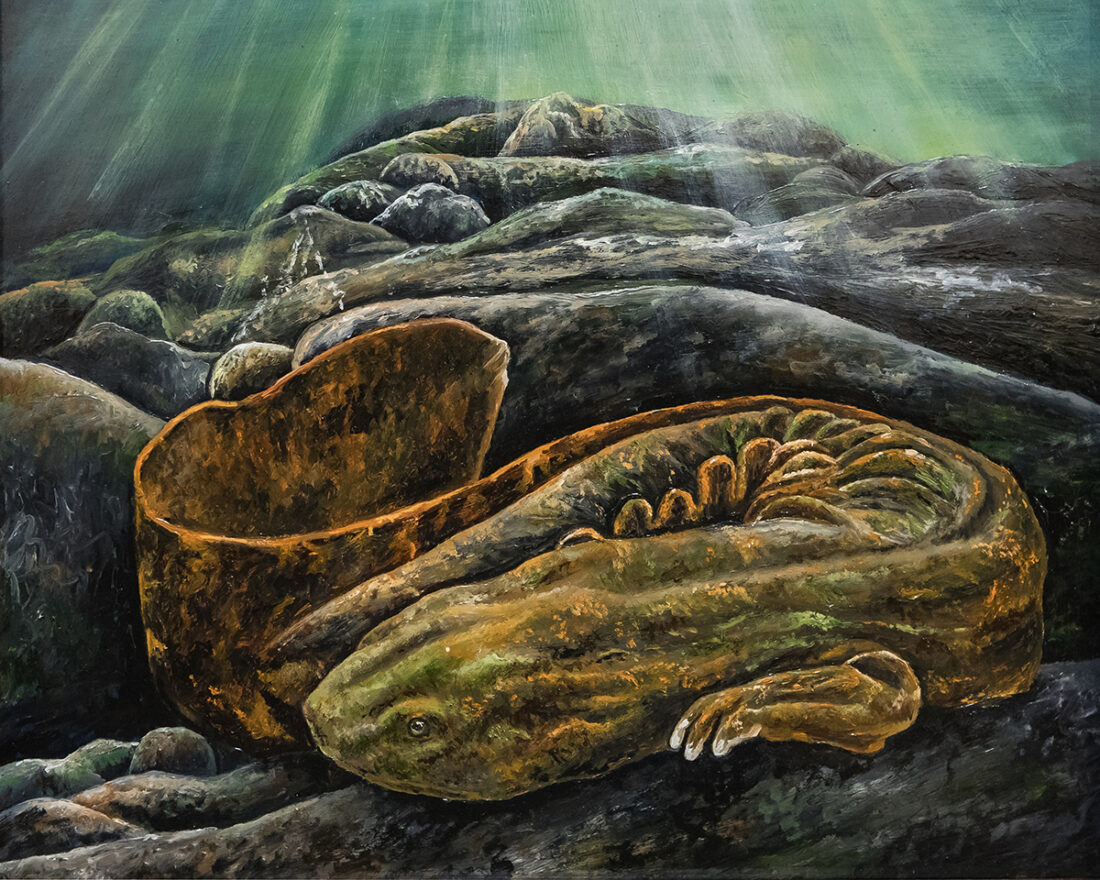 Una pintura al óleo de una Hellbender que ganó la categoría de historia natural