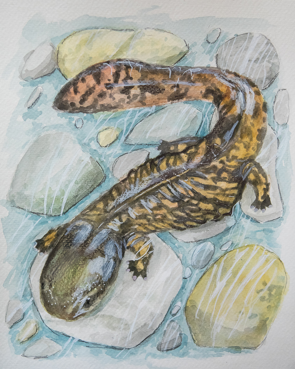 Un dibujo de una salamandra de Hellbender en unas rocas que pertenecen a la categoría juvenil