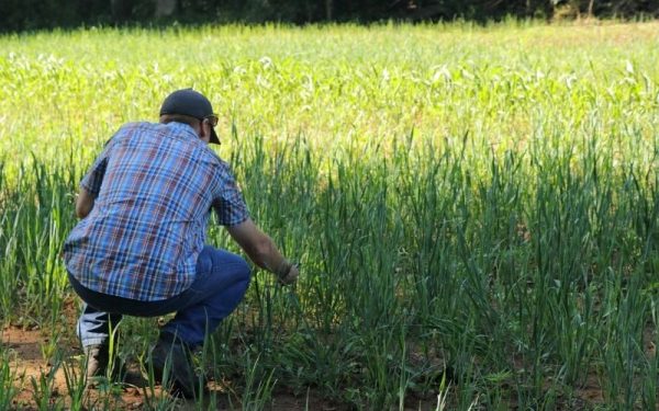 Imagen de un hombre en un prado sin segar