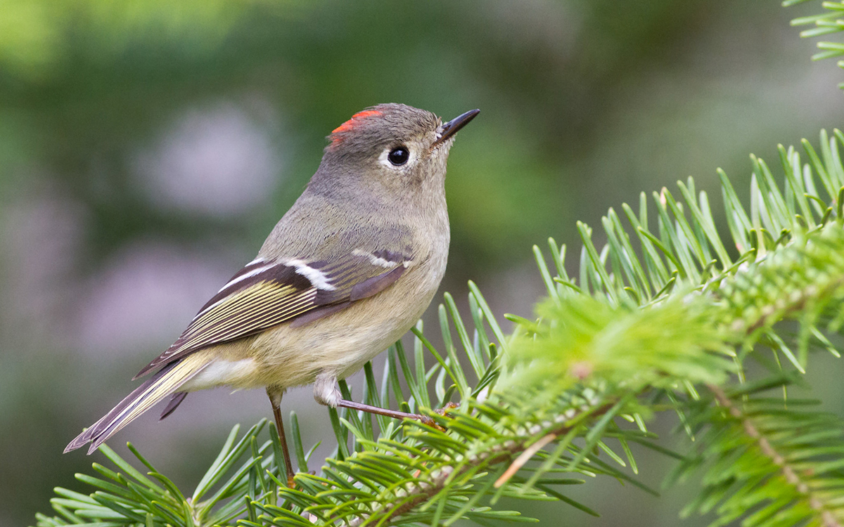Una imagen de un pequeño pájaro cantor beige con una corona roja; este es un reyezuelo coronado de rubí