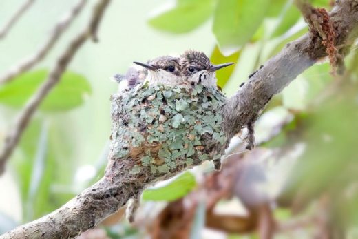Una imagen de un polluelo de colibrí garganta rubí en el nido