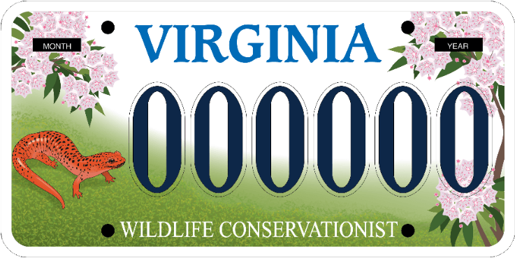 Una muestra de matrícula de Virginia Wildlife Conservationist, ilustrada con una salamandra roja brillante y naranja, la salamandra oficial del estado de Virginia.