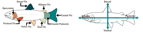 Un diagrama de dos peces ilustrados. El primero, a la izquierda, nombra las partes del pez (opérculo, aleta dorsal, aleta adiposa, aleta caudal, pedúnculo caudal, aleta anal, aleta pélvica y aleta pectoral). El segundo, a la derecha, tiene una flecha horizontal y vertical que nombra las áreas del pez (anterior, dorsal, posterior y ventral)