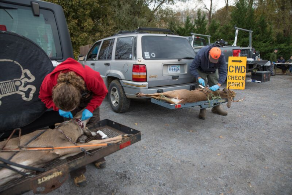 Una imagen de muestras de tejido recogidas de ciervos muertos en una estación de muestreo de CWD.