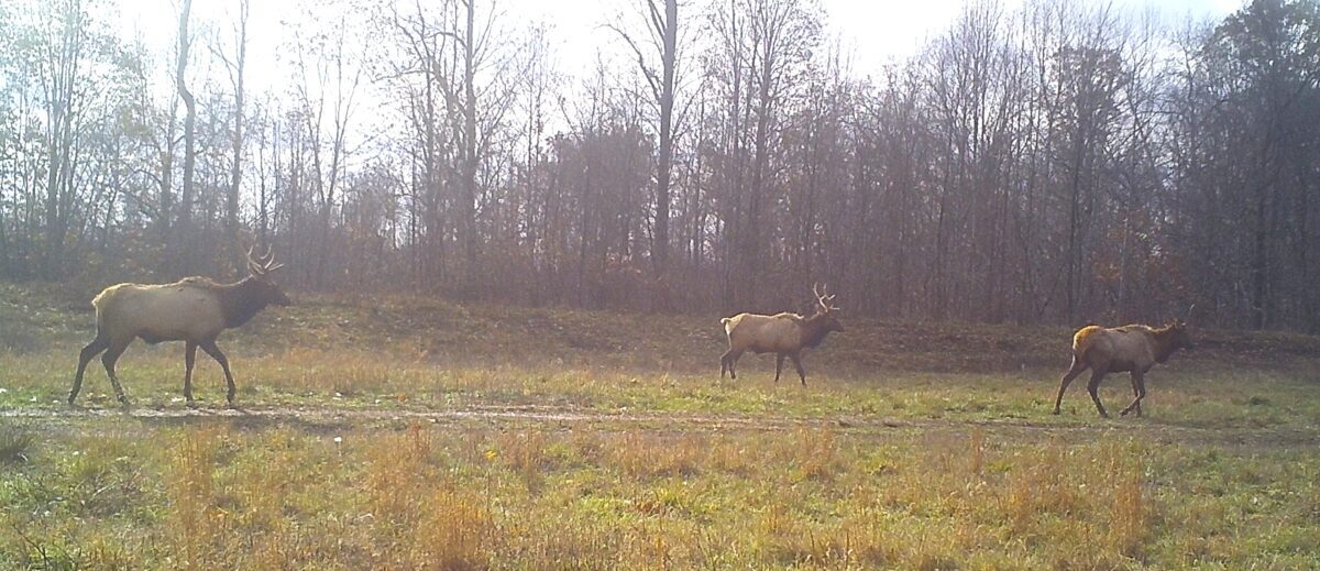 Un pequeño grupo de alces macho