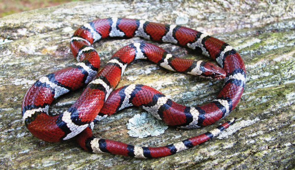Una imagen de una serpiente real en un tronco, son de color naranja con rayas blancas que están rodeadas de barras negras
