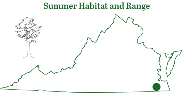 El murciélago seminola ha sido visto en una cueva en el sureste de Virginia