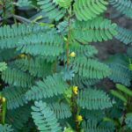 Una planta de hojas verdes con pequeñas flores amarillas