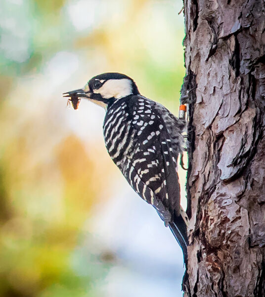 Pájaro carpintero de pelaje rojo con un insecto en la boca aferrado al costado de un árbol.