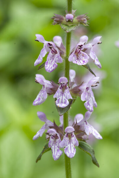 Ortiga de seto yadkin rosa.