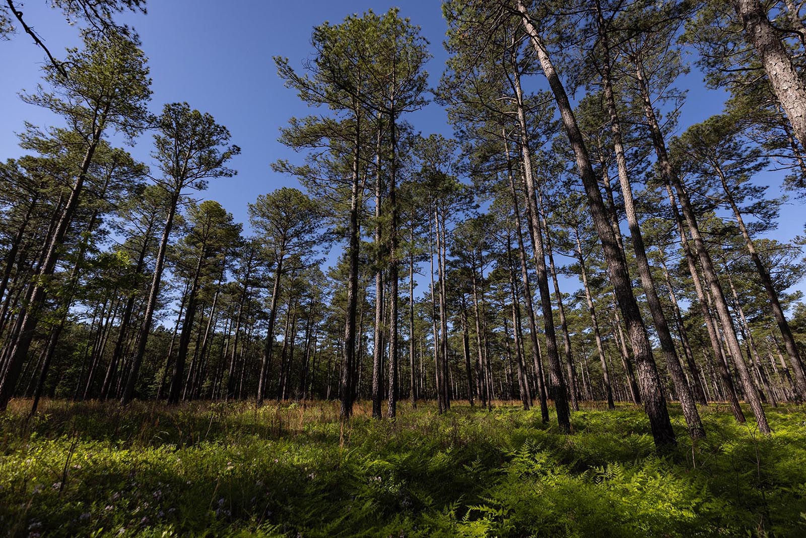 Una foto de un bosque de pinos con un sotobosque mínimo y un exuberante crecimiento verde en el suelo.