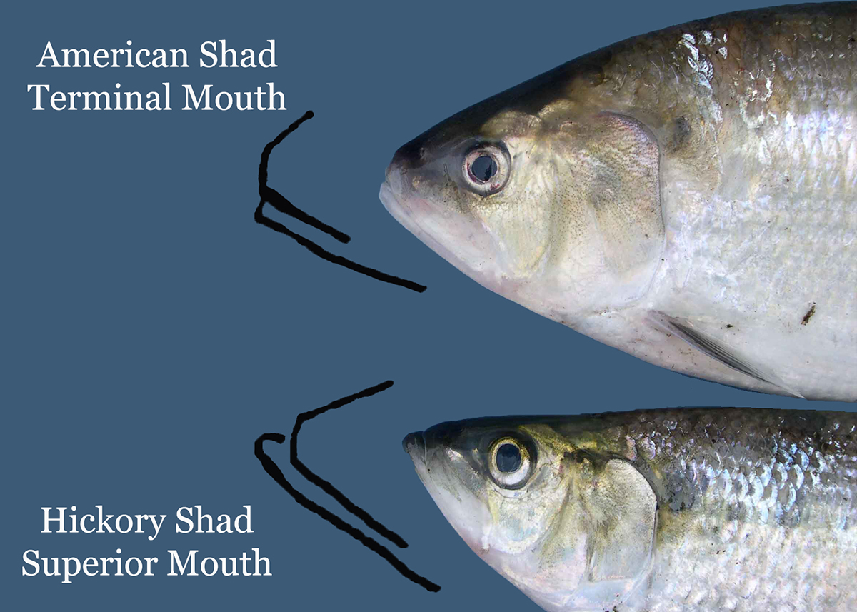 Una imagen que muestra las diferencias entre la boca terminal del American Shad, con el labio inferior igual a la parte superior, y la boca superior del Hickory Shad, con el labio inferior extendiéndose más allá de la parte superior.