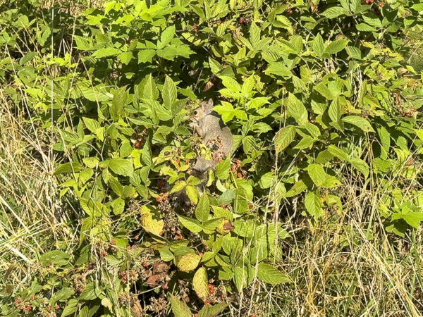 En julio, espere encontrar ardillas grises, ardillas listadas orientales y muchas especies de aves que disfrutan de las bayas silvestres. Crédito de la foto: Lisa Mease