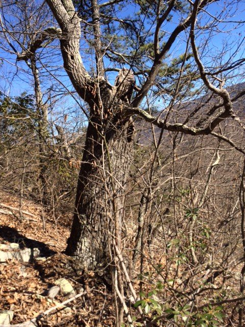 Una imagen de un árbol hueco; De vez en cuando, los osos negros hibernan dentro de ellos