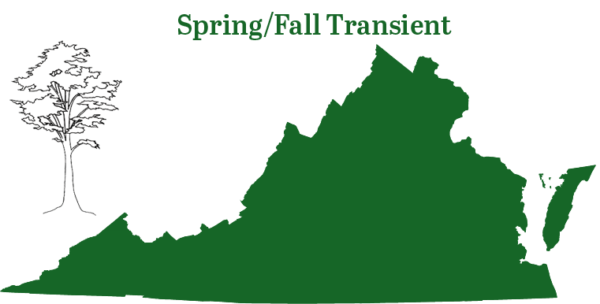 El murciélago de pelo plateado se encuentra en toda Virginia