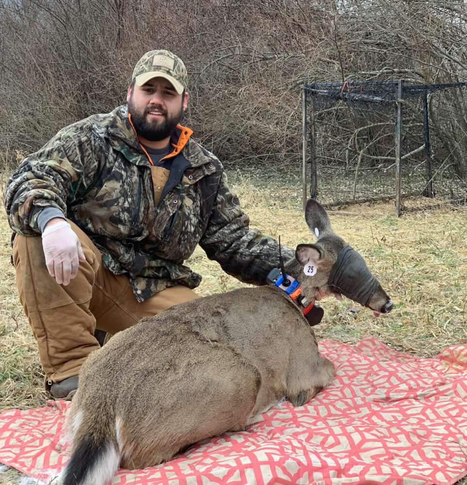 Una imagen de un estudiante de doctorado que usó una trampa de trébol para atrapar y marcar a un ciervo embarazada con un collar de rastreo GPS