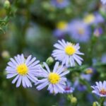 Una foto en primer plano de una flor de color púrpura claro con un centro amarillo
