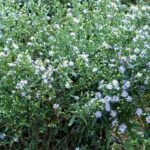 Varias flores de color púrpura claro con centros amarillos