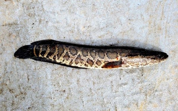 Cabeza de serpiente en el suelo