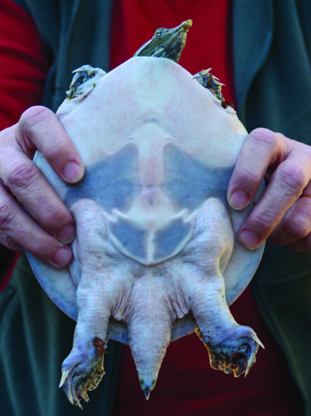 Una imagen de caparazón blando espinoso oriental