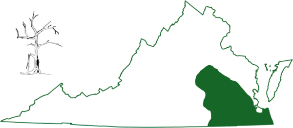 El murciélago del sureste se encuentra en las regiones más meridionales de Virginia, en la llanura costera