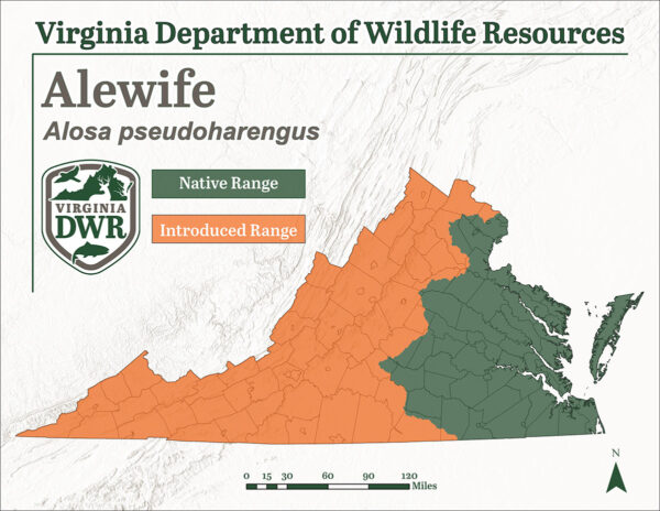Es una especie autóctona que se encuentra en todo Virginia, aunque se introducen poblaciones más allá de la llanura costera