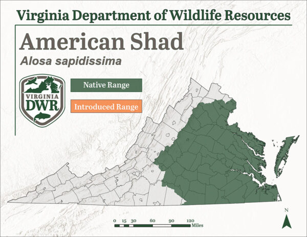 Rango de distribución del sábalo americano en Virginia