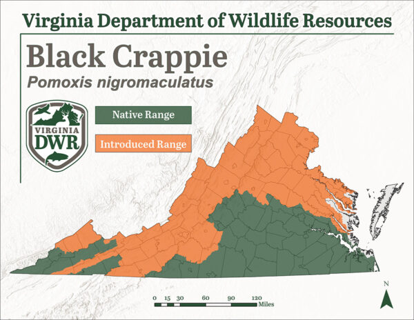 El cangrejo negro se encuentra en todo Virginia