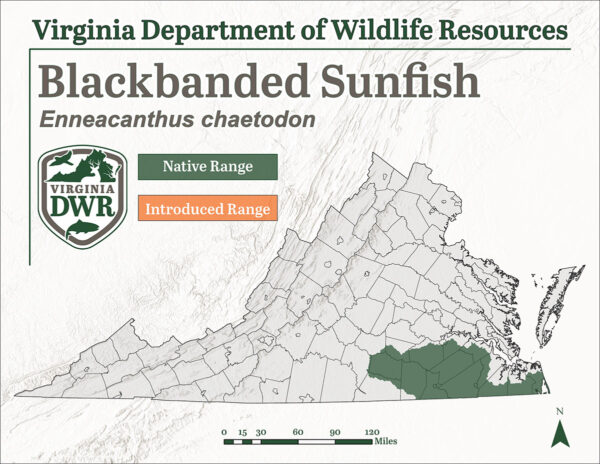El pez luna de banda negra se encuentra en algunos condados del sureste de Virginia