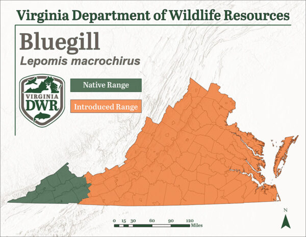 Distribución de Bluegill en Virginia